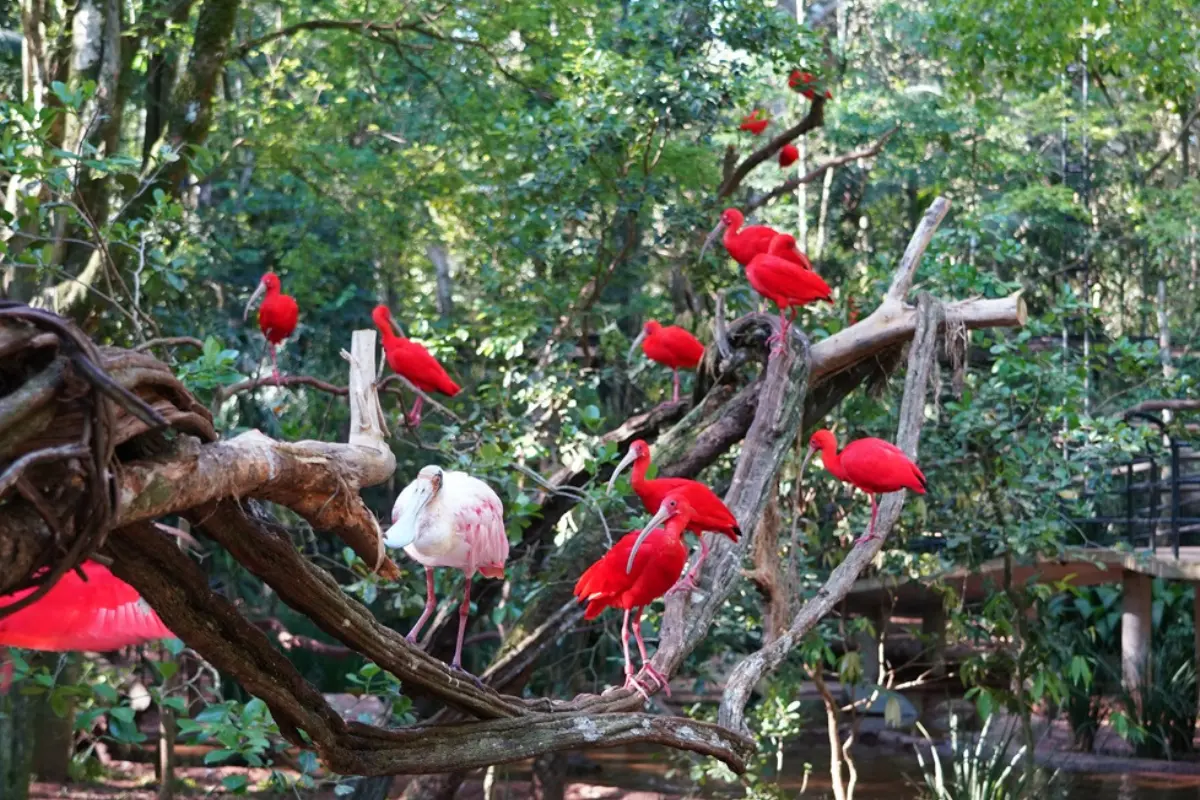 parque das aves na cidade de foz do iguaçu