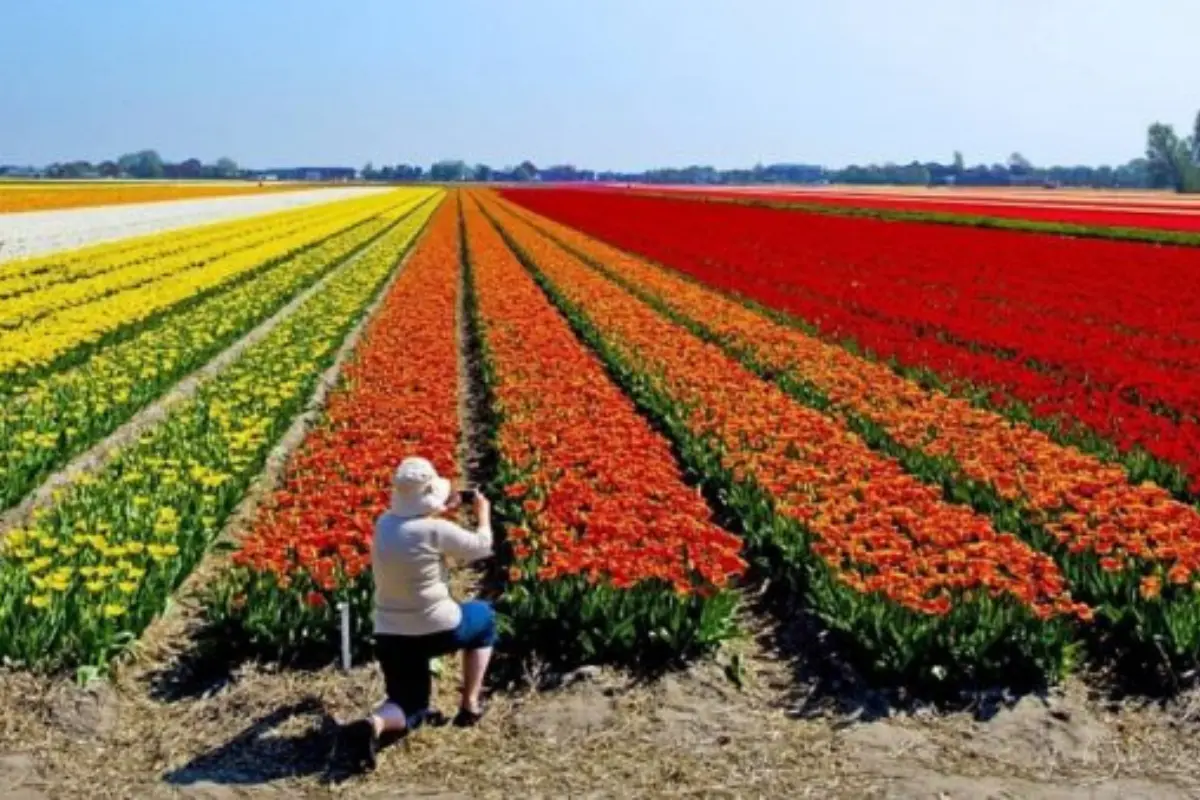 passeios pelos campos de flores